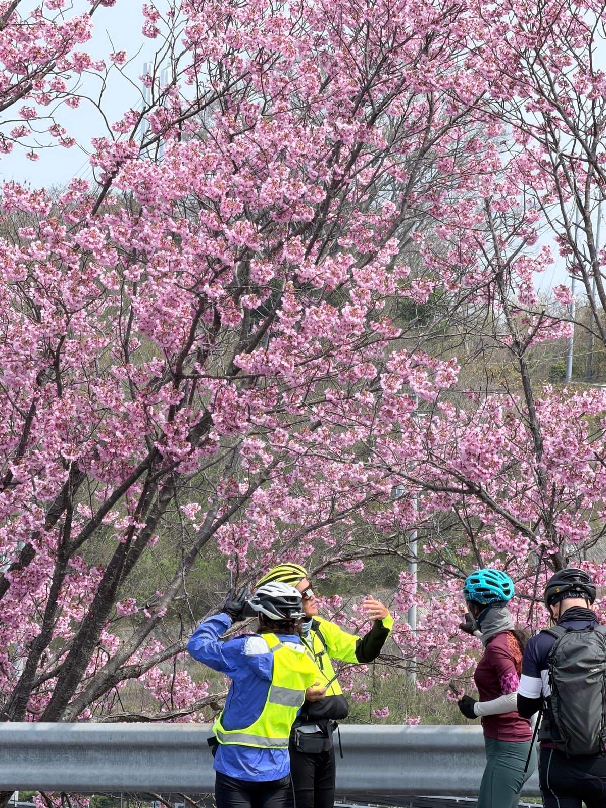 Cherry blossom stop during a cycling tour